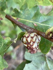 Andricus foecundatrix