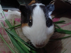 Cavia porcellus