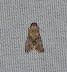 Cacozelia basiochrealis