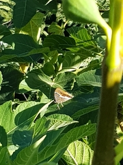 Charaxes jasius