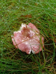 Russula sanguinea