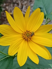 Agapostemon splendens
