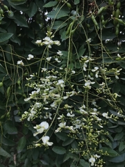 Styphnolobium