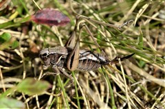 Metrioptera brachyptera