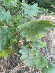 Andricus foecundatrix