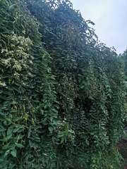 Styphnolobium