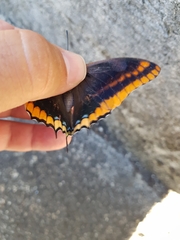Charaxes jasius