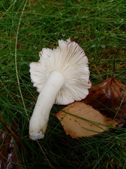 Russula sanguinea