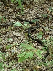 Pantherophis alleghaniensis