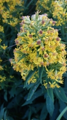Solidago virgaurea