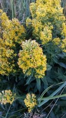 Solidago virgaurea