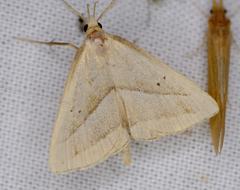 Macrochilo absorptalis