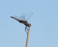 Macrodiplax balteata