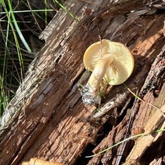Gymnopilus penetrans