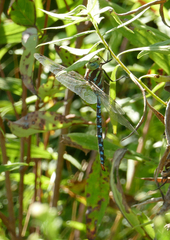 Aeshna constricta