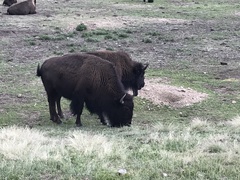 Bison bison