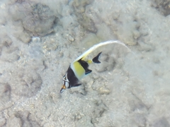 Zanclus cornutus