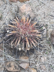 Ferocactus latispinus