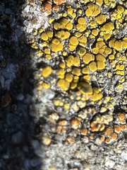 Candelariella aurella