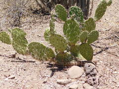 Opuntia tapona
