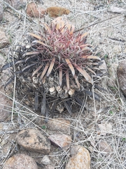 Ferocactus latispinus