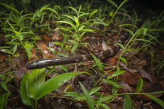 Lycodon futsingensis