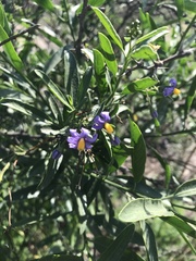 Solanum crispum