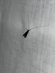 Macrostemum zebratum