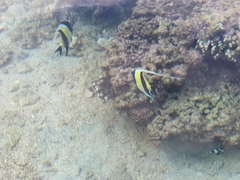 Zanclus cornutus