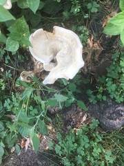 Bondarzewia berkeleyi