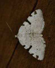 Macaria subcessaria