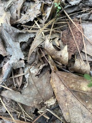 Formica pallidefulva