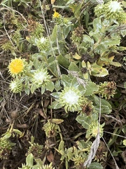 Grindelia