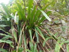 Werauhia