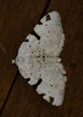 Macaria subcessaria