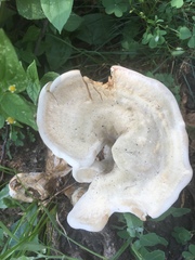 Bondarzewia berkeleyi