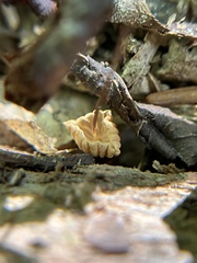 Marasmius capillaris