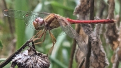 Sympetrum
