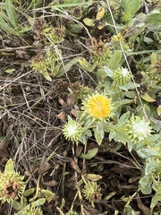 Grindelia