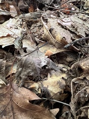 Marasmius capillaris