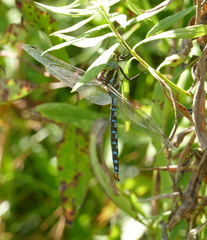 Aeshna constricta