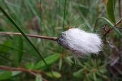 Eriophorum vaginatum