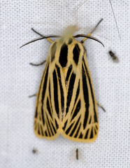 Apantesis virguncula