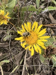 Grindelia