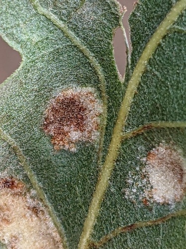 Aceria cerrea