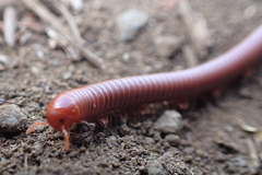 Trigoniulus corallinus