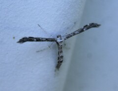 Platyptilia carduidactylus
