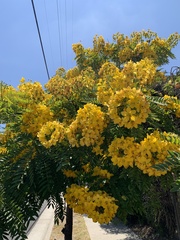 Cassia leptophylla