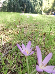 Colchicum lusitanum
