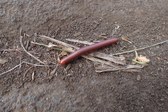 Trigoniulus corallinus